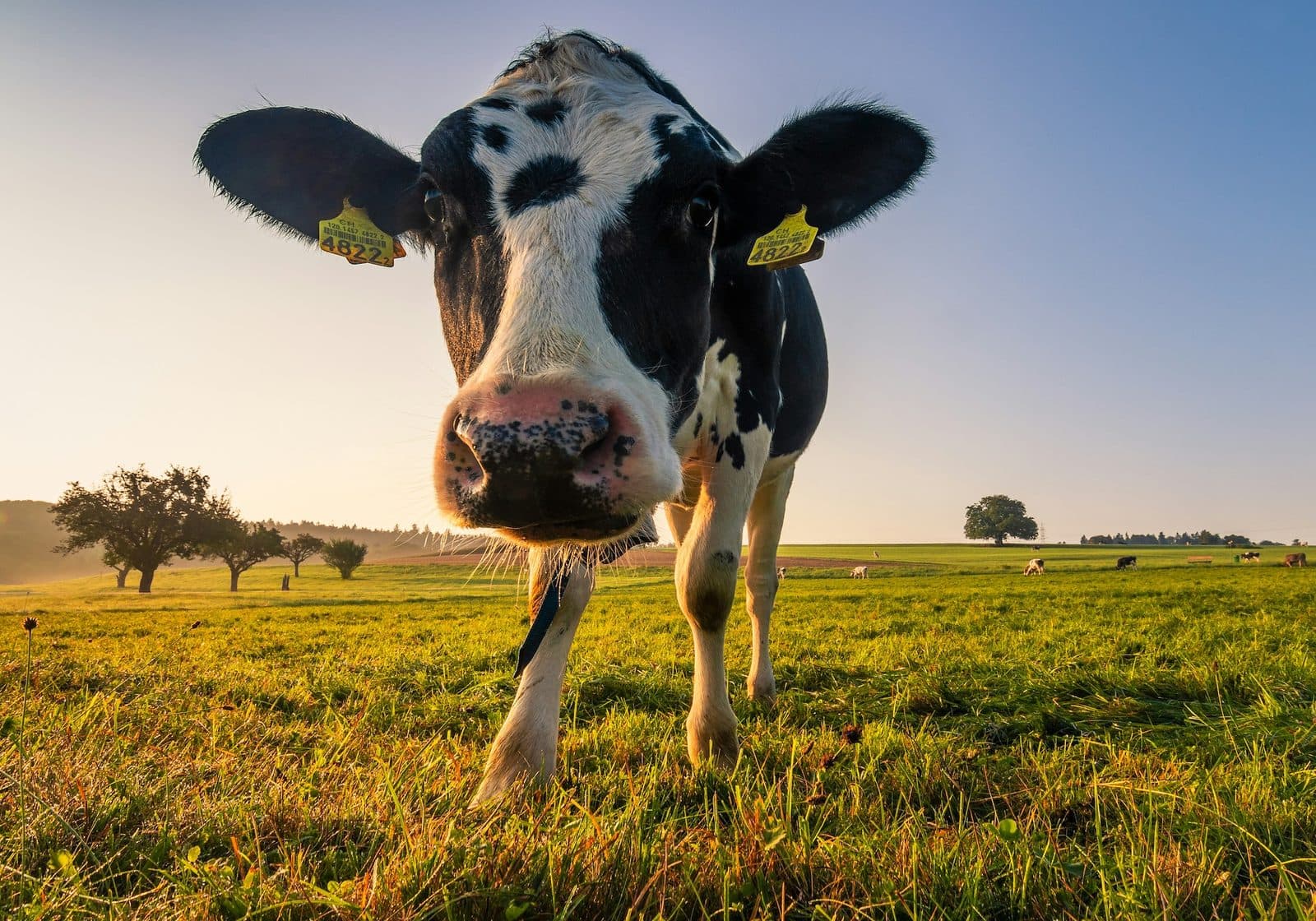 Fonterra case study — Dairy / Agriculture